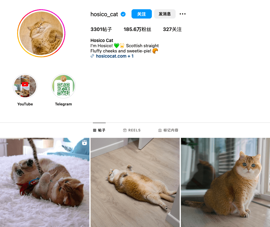 年销量破10亿!出海卖猫砂盆这门生意怎么做?