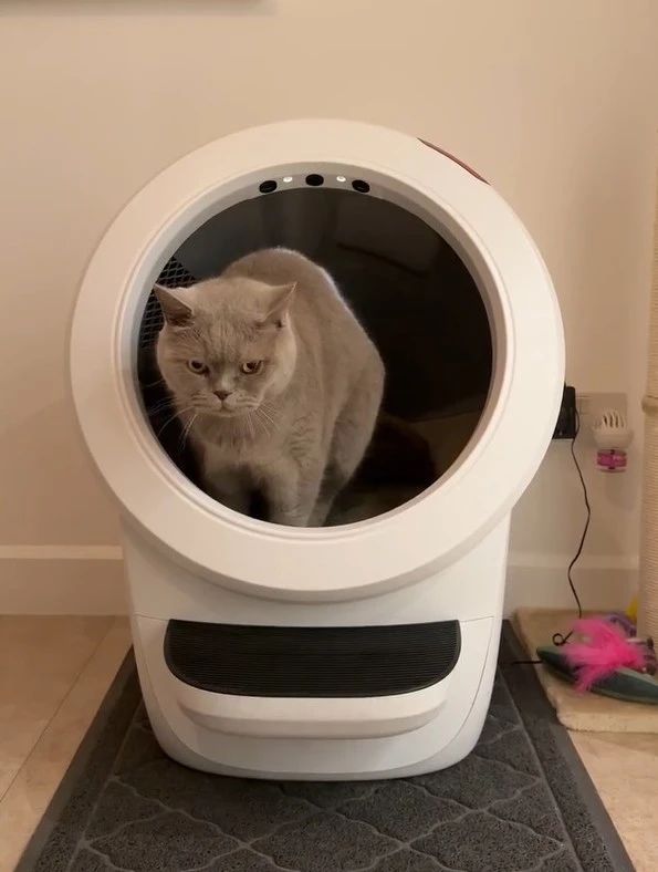 “猫主子”掏空铲屎官的钱包?跨境卖家8月必追五大节日热潮!
