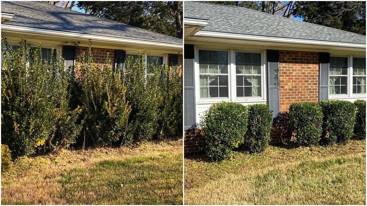 Hedge Trimming 101 - Handy HQ - Local Handyman Service