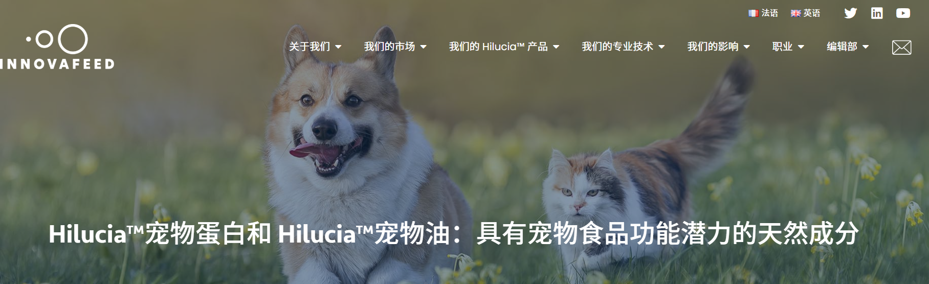 3人创业再获近4亿融资,把昆虫宠物食品全球商业化