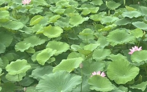 SEO&GEO周报：6月更新两天收官｜好SEO就是好GEO｜ChatGPT选源机制揭秘｜AI推荐用户转化翻倍 [2026-7-1]