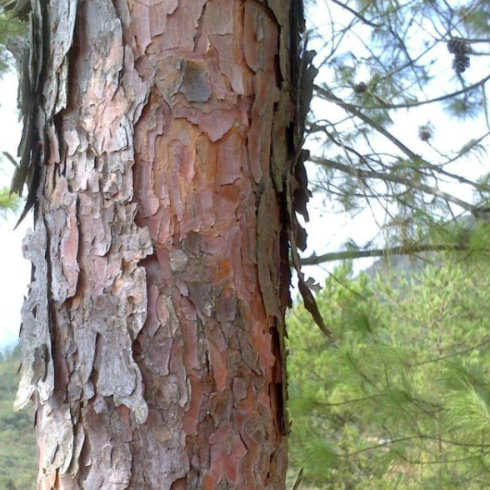 万里汇-Xie的头像